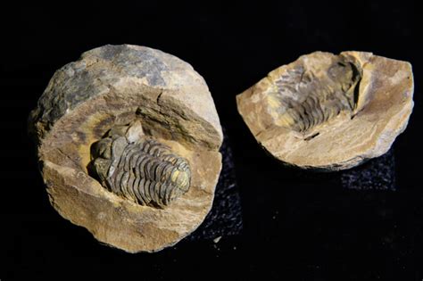 flexicalymene ouzregui